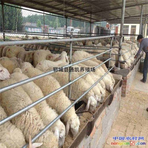 标准化养羊场成本?砀山周寨镇有几个养羊场多少钱-图1 标准化养羊场成本?砀山周寨镇有几个养羊场多少钱-图1