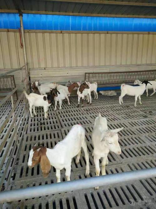 标准化养羊场成本?砀山周寨镇有几个养羊场多少钱-图3 标准化养羊场成本?砀山周寨镇有几个养羊场多少钱-图3