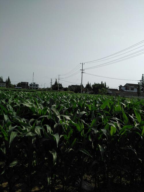 南通特色音乐?海门市树勋镇有多少人口-图3 南通特色音乐?海门市树勋镇有多少人口-图3