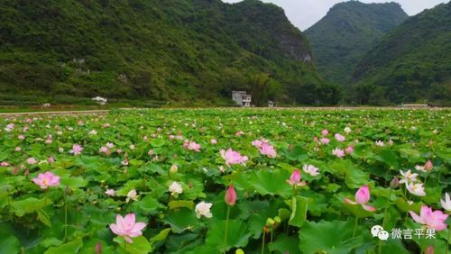 广西平果县的旅游景点有哪些?平果市海城乡有多少个村庄-图3 广西平果县的旅游景点有哪些?平果市海城乡有多少个村庄-图3
