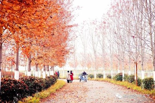 邳州红叶最佳观赏时间?去年邳州冬季最低温度是多少-图1 邳州红叶最佳观赏时间?去年邳州冬季最低温度是多少-图1