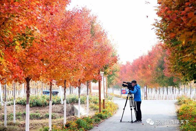 邳州红叶最佳观赏时间?去年邳州冬季最低温度是多少-图2 邳州红叶最佳观赏时间?去年邳州冬季最低温度是多少-图2