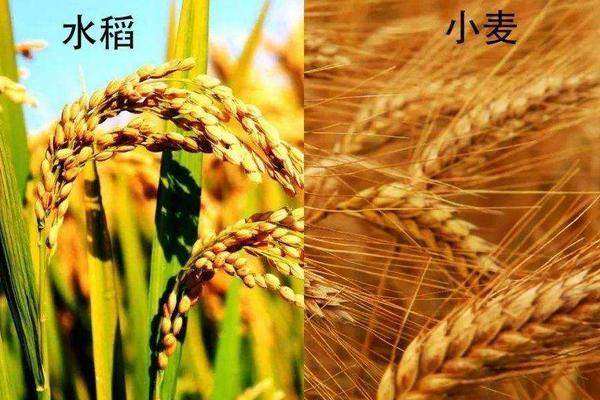 为什么南方适合种水稻,北方适合种小麦?小麦和水稻适宜种植的温度为多少-图1 为什么南方适合种水稻,北方适合种小麦?小麦和水稻适宜种植的温度为多少-图1