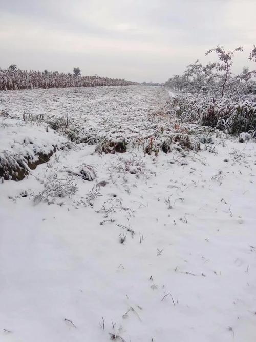 庆阳下雪是真的吗?庆阳市每年冬季最冷多少度-图3 庆阳下雪是真的吗?庆阳市每年冬季最冷多少度-图3