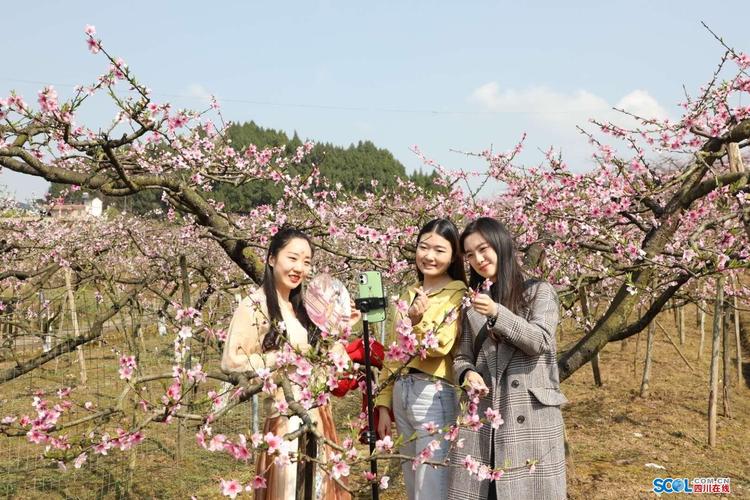 南充哪里可以看桃花?蓬安县两路乡邮政编码是多少-图1 南充哪里可以看桃花?蓬安县两路乡邮政编码是多少-图1