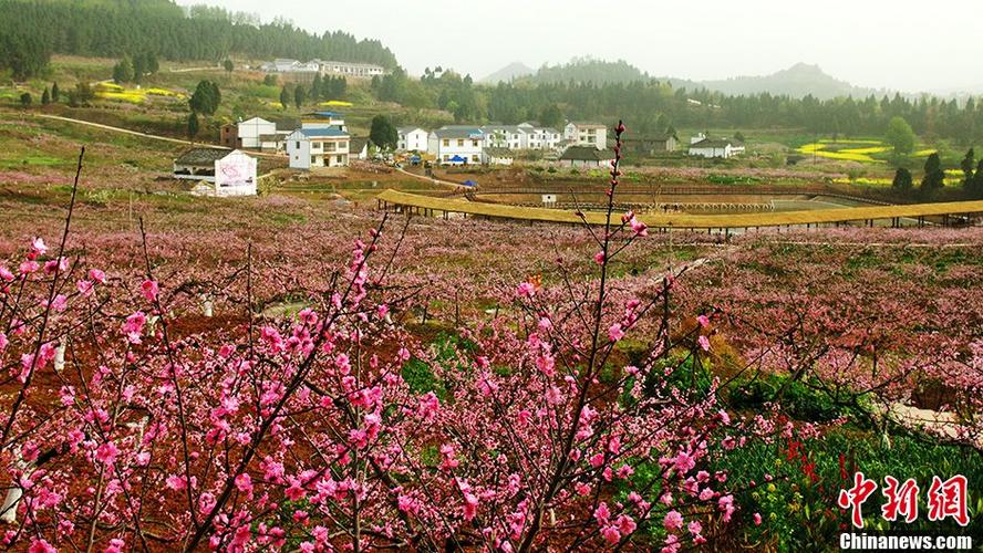 南充哪里可以看桃花?蓬安县两路乡邮政编码是多少-图2 南充哪里可以看桃花?蓬安县两路乡邮政编码是多少-图2