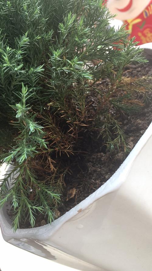 云松可以养在家里吗?云松最低温度是多少-图3 云松可以养在家里吗?云松最低温度是多少-图3