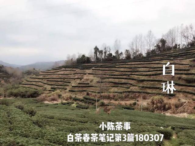 福鼎白茶排名前十白茶?福鼎白琳卫生院工资多少钱一个月-图2 福鼎白茶排名前十白茶?福鼎白琳卫生院工资多少钱一个月-图2