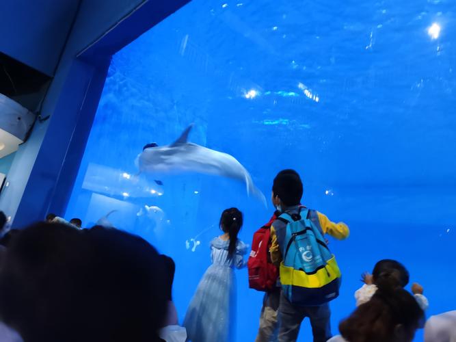 曲江海洋极地海洋馆人多不多?西安曲江海洋馆室内多少度-图3 曲江海洋极地海洋馆人多不多?西安曲江海洋馆室内多少度-图3