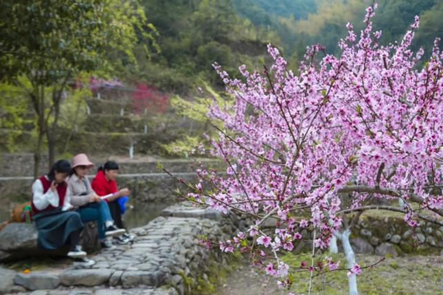 温州市区哪里有桃花?泰顺罗阳海拔高度多少-图1 温州市区哪里有桃花?泰顺罗阳海拔高度多少-图1