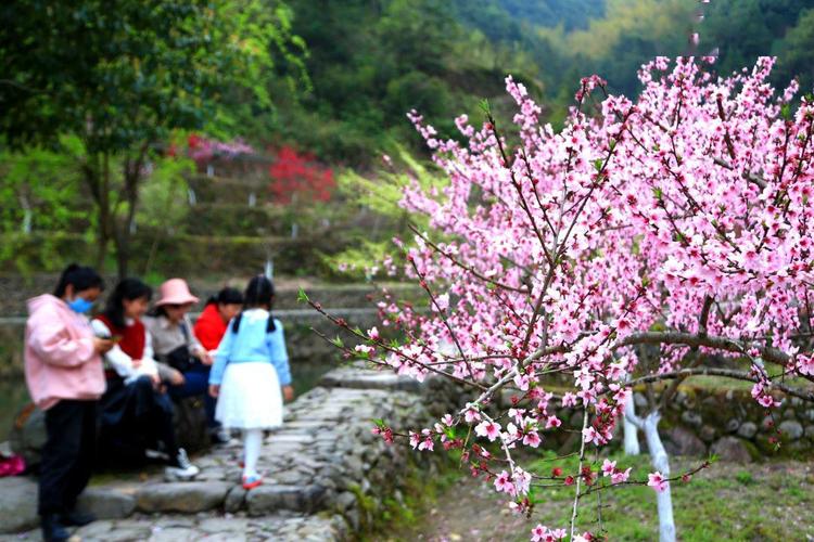 温州市区哪里有桃花?泰顺罗阳海拔高度多少-图2 温州市区哪里有桃花?泰顺罗阳海拔高度多少-图2