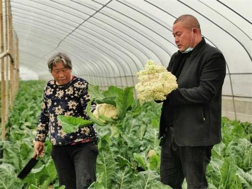 秋季菜花什么时候育苗?周口淮阳温度多少时间-图2 秋季菜花什么时候育苗?周口淮阳温度多少时间-图2