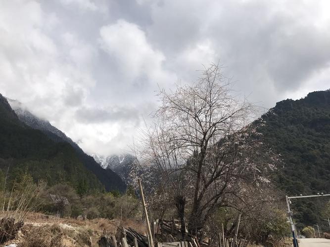 林芝是否属于高寒地区?林芝市年最低温度多少度-图2 林芝是否属于高寒地区?林芝市年最低温度多少度-图2