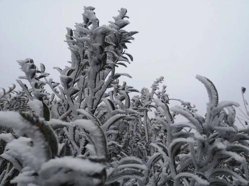 漳州下过雪吗?华安县最低温度是多少-图3 漳州下过雪吗?华安县最低温度是多少-图3