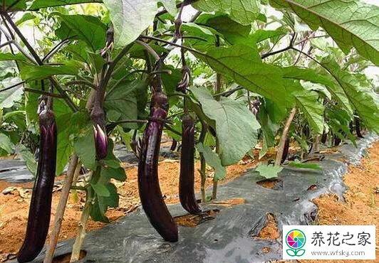 茄子生长发育的适宜温度是多少?茄子生长湿度是多少-图3 茄子生长发育的适宜温度是多少?茄子生长湿度是多少-图3