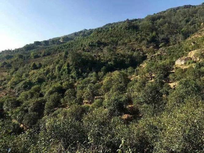 为什么叫忙肺茶?景洪到临沧永德多少公里路-图1 为什么叫忙肺茶?景洪到临沧永德多少公里路-图1