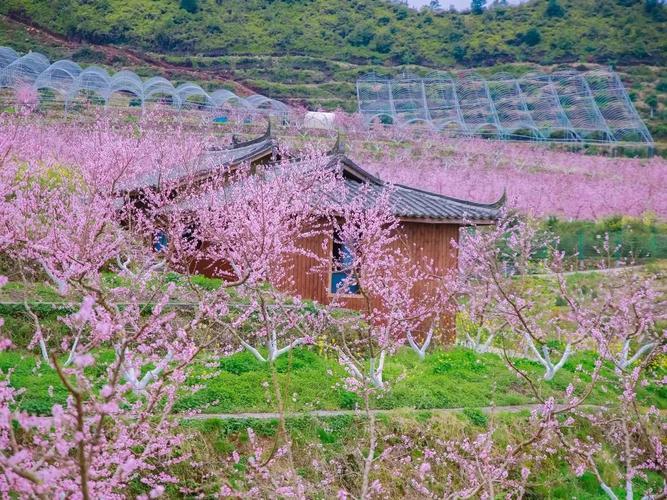 温州市区哪里有桃花?泰顺罗阳海拔高度多少米-图1 温州市区哪里有桃花?泰顺罗阳海拔高度多少米-图1