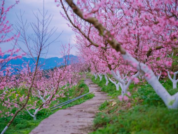 温州市区哪里有桃花?泰顺罗阳海拔高度多少米-图2 温州市区哪里有桃花?泰顺罗阳海拔高度多少米-图2