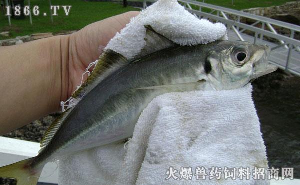 秋天钓鱼最适合钓哪些鱼种?乌头鱼天气温度多少度进食-图1 秋天钓鱼最适合钓哪些鱼种?乌头鱼天气温度多少度进食-图1