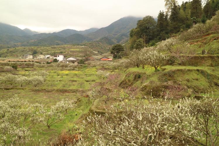 漳州九峰有几个自然村？乐山九峰镇有多少人口-图1