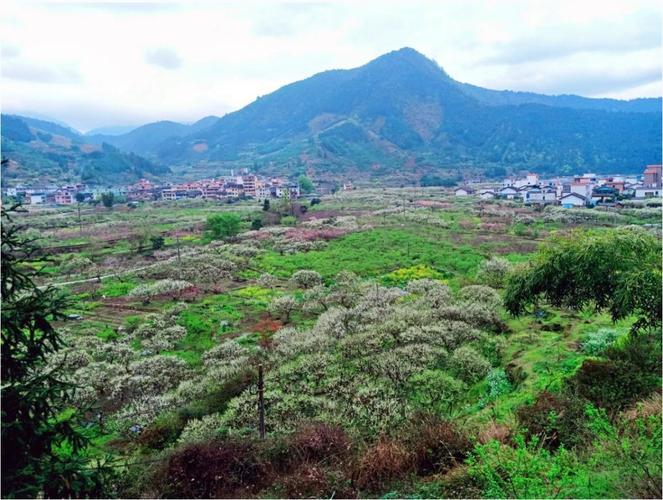 漳州九峰有几个自然村？乐山九峰镇有多少人口-图2