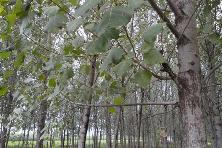杨树锈病症状?杨树耐寒温度多少合适-图1 杨树锈病症状?杨树耐寒温度多少合适-图1