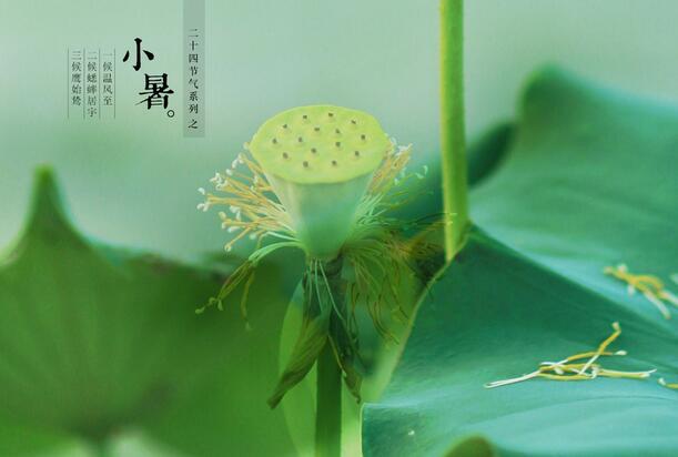 24节气每两个节气之间相差多少天大暑和小暑?小暑和大暑之间是差多少天-图3 24节气每两个节气之间相差多少天大暑和小暑?小暑和大暑之间是差多少天-图3