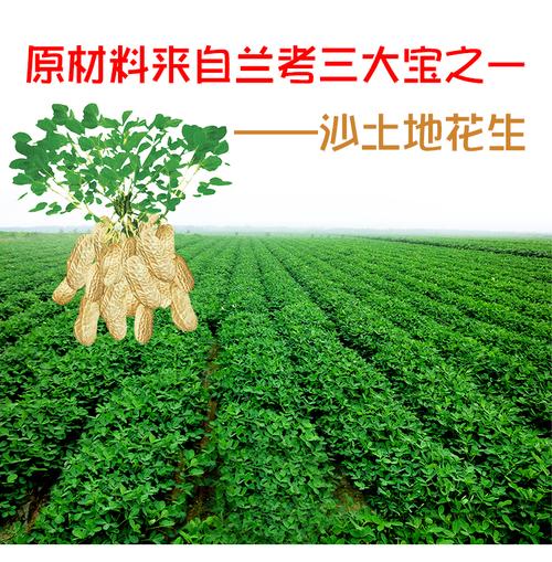 兰考都有什么特产?兰考花生种植面积有多少-图2 兰考都有什么特产?兰考花生种植面积有多少-图2