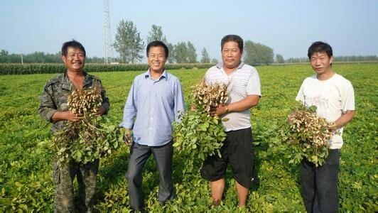 兰考都有什么特产?兰考花生种植面积有多少-图3 兰考都有什么特产?兰考花生种植面积有多少-图3