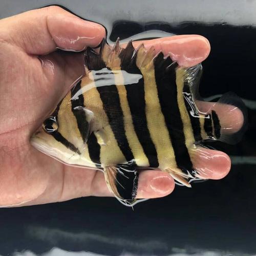 虎鱼多少水温出状态?虎与最适宜的温度是多少-图1 虎鱼多少水温出状态?虎与最适宜的温度是多少-图1