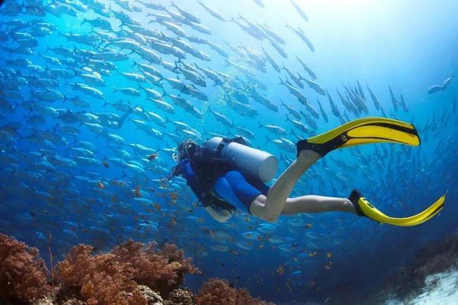 四大海域水温最高?海底世界温度多少正常-图3 四大海域水温最高?海底世界温度多少正常-图3