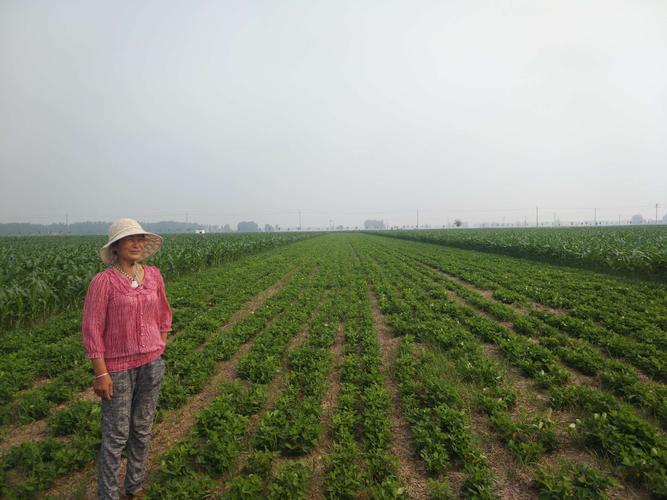 山东莱阳花生种植时间?莱阳4月份的气温是多少-图1 山东莱阳花生种植时间?莱阳4月份的气温是多少-图1