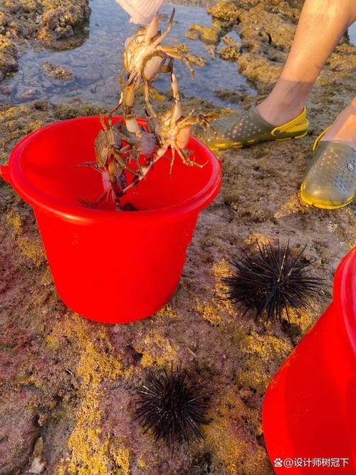 盐城响水赶海什么时间比较适合?三亚响水镇到海边最近有多少公里-图1 盐城响水赶海什么时间比较适合?三亚响水镇到海边最近有多少公里-图1