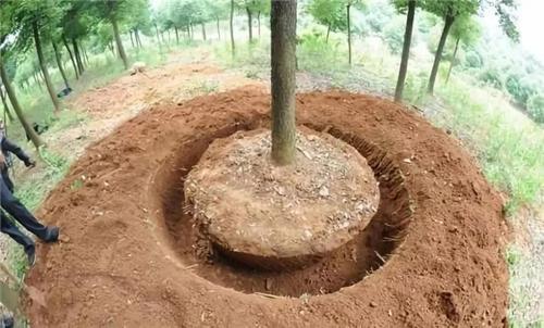 什么温度适合移栽树苗?气温多少度土壤解冻-图2 什么温度适合移栽树苗?气温多少度土壤解冻-图2