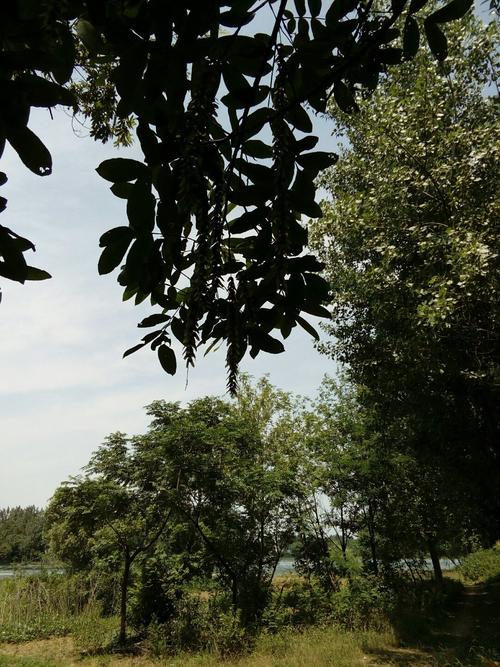 淮北地区种什么树价值高?淮北湿度多少-图1 淮北地区种什么树价值高?淮北湿度多少-图1