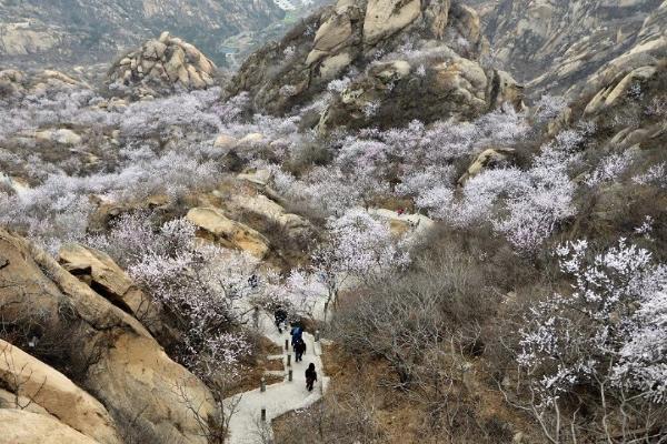 千山杏花什么时候开?四月份泰安多少度-图1 千山杏花什么时候开?四月份泰安多少度-图1