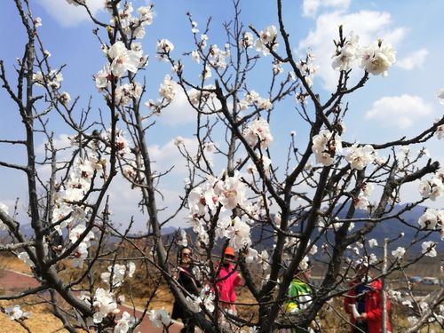 千山杏花什么时候开?四月份泰安多少度-图2 千山杏花什么时候开?四月份泰安多少度-图2