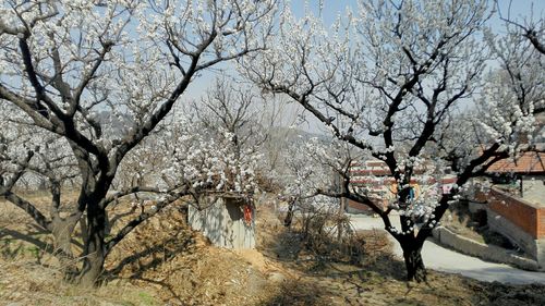 千山杏花什么时候开?四月份泰安多少度-图3 千山杏花什么时候开?四月份泰安多少度-图3