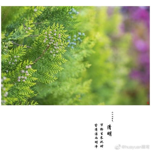 清明节的植物生长情况?北京清明节一般气温多少度-图2 清明节的植物生长情况?北京清明节一般气温多少度-图2