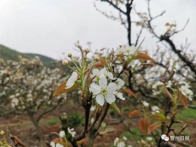 贺州梨花开了吗?贺州最高温度是多少-图1 贺州梨花开了吗?贺州最高温度是多少-图1