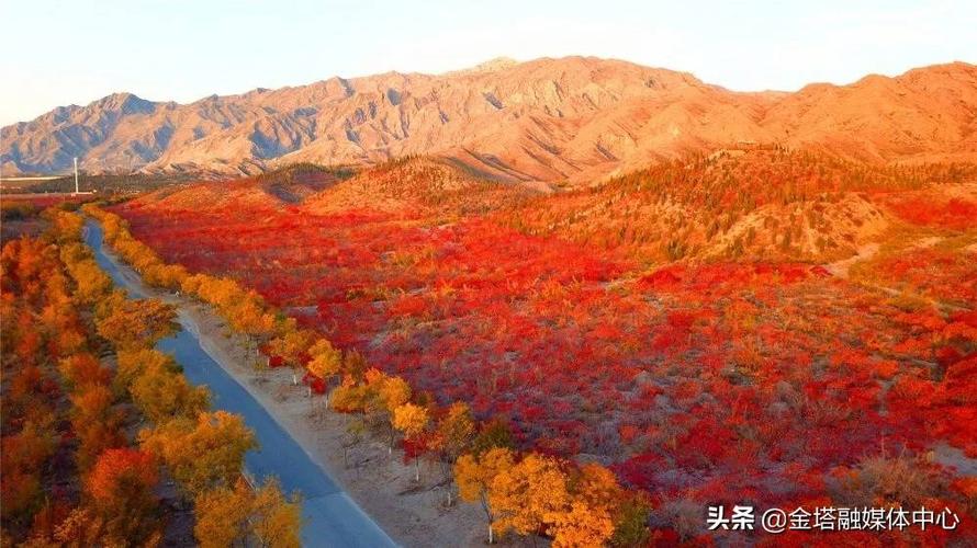 金塔红叶最佳时间?金塔县最高温度是多少-图2 金塔红叶最佳时间?金塔县最高温度是多少-图2