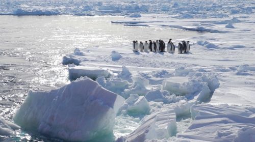 北极海的水温?北极今天温度多少-图2 北极海的水温?北极今天温度多少-图2