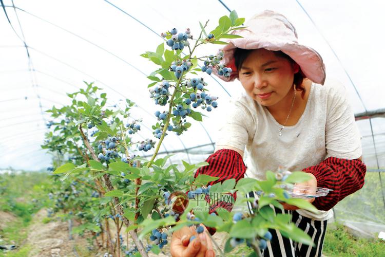 山西省运城能种大棚蓝莓吗?运城今天天气湿度是多少-图3 山西省运城能种大棚蓝莓吗?运城今天天气湿度是多少-图3