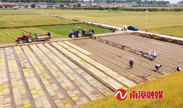 南漳县水稻补贴每亩多少钱?南漳到巡检大巴多少钱-图2 南漳县水稻补贴每亩多少钱?南漳到巡检大巴多少钱-图2