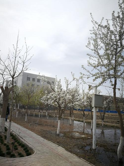 塔里木大学冬天冷么?阿拉尔市全年气温多少-图1 塔里木大学冬天冷么?阿拉尔市全年气温多少-图1