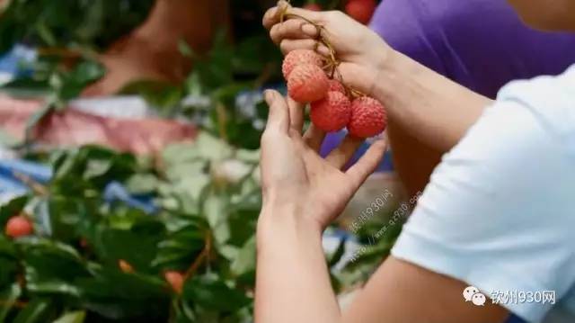 摘荔枝吃的幽默句子?钦州五月份多少度-图1 摘荔枝吃的幽默句子?钦州五月份多少度-图1