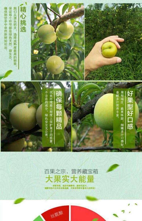 贵州蜂蜜李哪里产的?镇宁六马气温多少度-图1 贵州蜂蜜李哪里产的?镇宁六马气温多少度-图1