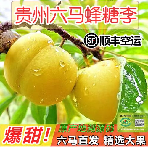 贵州蜂蜜李哪里产的?镇宁六马气温多少度-图2 贵州蜂蜜李哪里产的?镇宁六马气温多少度-图2