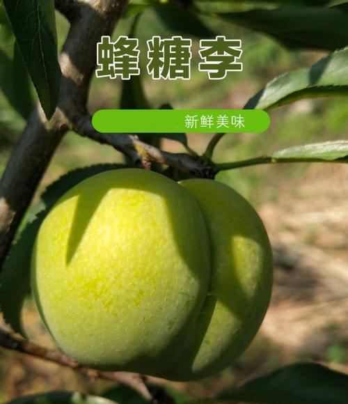 贵州蜂蜜李哪里产的?镇宁六马气温多少度-图3 贵州蜂蜜李哪里产的?镇宁六马气温多少度-图3
