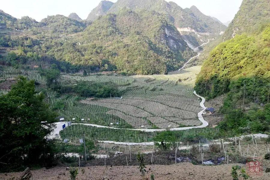 广西河池特产?天峨八腊乡到凤山多少公里-图2 广西河池特产?天峨八腊乡到凤山多少公里-图2